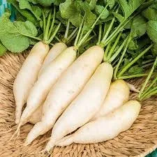 Heirloom Organic White Icicle Radish Seeds